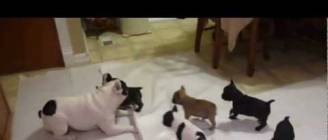 French bulldog playing with his pups