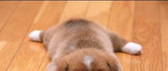 Funny Dogs Sliding on Wood Floors Compilation 2013 [NEW HD]