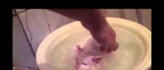 Cat Doesn't Want To Leave Warm Bath