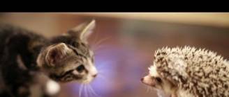 KITTEN MEETS HEDGEHOG