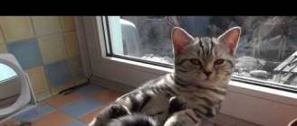Котэ в бокале