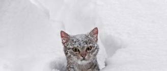 Cats Playing in Snow Compilation