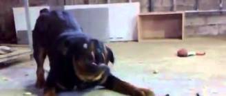 Brave Kitten Stands Up to Dog