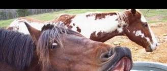 Animals screaming and making funny noises - Funny animal sound compilation PART 2