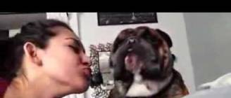 Compilation Of Cats And Dogs Who Hate Kisses!-By Best Vines