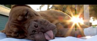 Hope For Paws in Florida - Daisy, Dogue de Bordeaux rescue (French Mastiff) - Please share