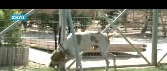 ΚΟΥΝΗΜΑ ΟΥΡΑΣ ΣΤΟΝ ΣΚΥΛΟ