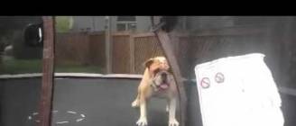 Dog jumping on trampoline