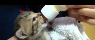 Ridiculously Cute Cat Drinking Milk