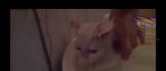 Cats just don't want to bath   Funny and cute cat bathing compilation