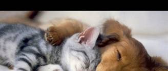 Nonstop Funny dogs & cats