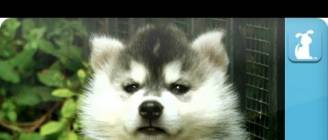 Siberian Husky Puppies - Puppy Love