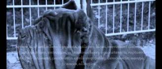 Extreme dog breeding