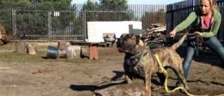 Padero ( Dogo Canario)