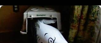 Dachshund Vs. Inflatable Shark: The Epic Battle