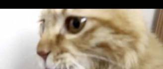 Кот и пылесос