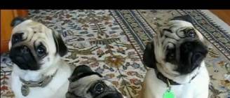 Confused Animals Supercut Compilation 2013!