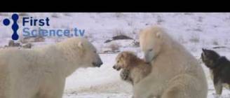 Polar bears and dogs playing