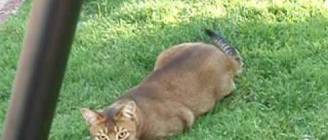 Chausie vs Stanley the dog