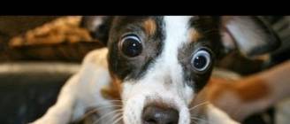 Animals are so funny when they eat - Funny and cute animal compilation