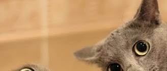 Epic Funny Cats 20 Minutes