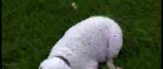Skeeter the Narcoleptic Poodle