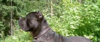 Cane Corso & Dogue de Bordeaux together & with children