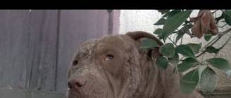 A must see amazing Pit Bull Rescue - Please share.