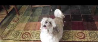 Meet Cody The Screaming Dog