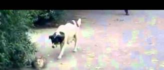 Indian Friend Hood : Stealth Dog