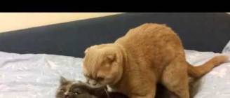 Ridiculous cats mating (loud) Part II, HD Orysya & Emil