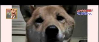 Έξυπνο σκυλί που χαμηλώνει τη φωνή του σιγά σιγά