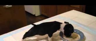 Boston Terrier Tips Over While Eating