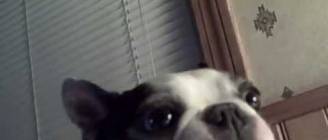 Boston Terrier dog likes his belly tickled! Funny face ~ CUTE! (Original)