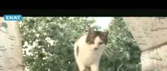 Παχυσαρκία σε σκύλο & γάτα