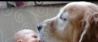 Dogs Meeting Babies for First Time Compilation 2014 [NEW HD]