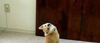 Shiba Inu Scout the Bat!