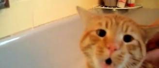 Official Video: Cat Bath Freak Out -Tigger the cat says 'NO!' to bath
