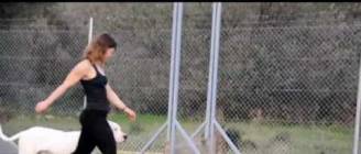 Dogo Argentino obedience and bite developement -Dias ,13 months old