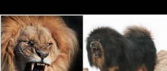 Mongolian Banhar strong as a Lion