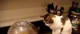 Cat Terrorized by Popcorn