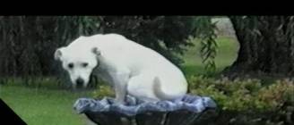 Labradors Are Awesome: Compilation