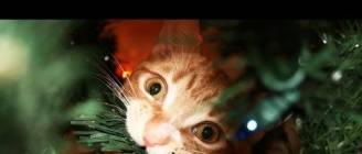 A Cat's Guide to Christmas!