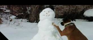 Dogs, Sleds And Snowmen