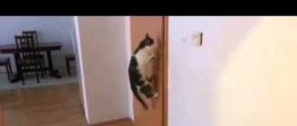 Cat opens five doors EPIC!!