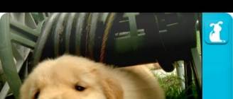 Puppy Love - Golden Retriever Puppies