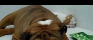 The cutest English bulldog puppy video you will ever see!!!