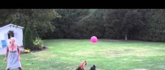 Cute Dogs Playing with Balloon "the balloon dogs"