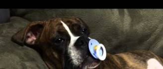 Princess Leia loves her pacifier.