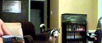 Dog afraid of Julia Roberts.AVI